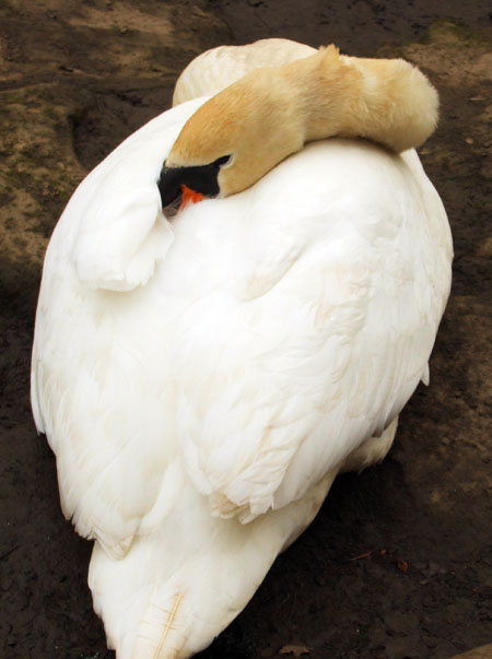 ousburn-swanresize.jpg
